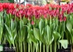 Tulipa Crispy Reddino ® (1)